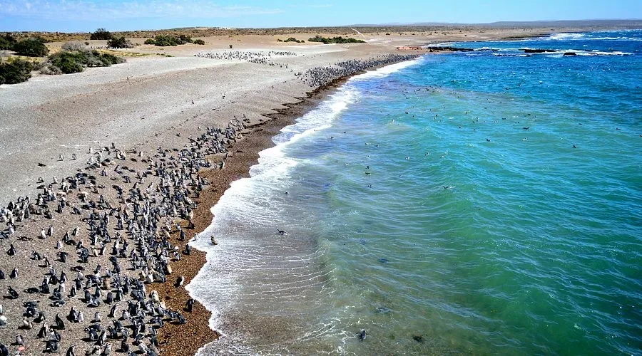 A vast colony of penguins congregates along a sandy beach beside turquoise ocean waves, with a sprawling landscape extending to the horizon under a clear blue sky.